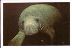 Manatee, Marineland Florida