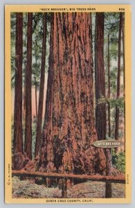 Postcard Santa Cruz California CA Big Trees Park Neck Breaker 1930s View