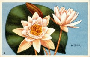 Waterlily Nat'l Wildlife Fed Wildflower Series by W.A. Weber Postcard M36