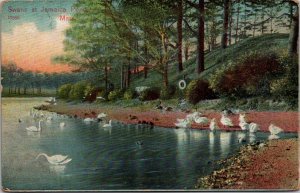 Swans at Jamaica Pond MA Vintage Postcard R68