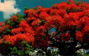 Bermuda The Royal Poinciana Tree In Full Bloom