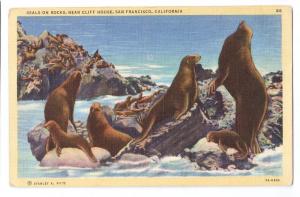 San Francisco Seals on Rocks Piltz Linen Postcard