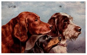 Dog , Irtish Setter , Dashshund , Griffon