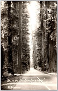 Sown By The Creator's Hands California Redwood Highway Real Photo RPPC Postcard
