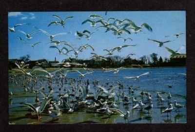 MA Fishermen's Beach SWAMPSCOTT MASS Postcard Sea Gulls Massachusetts