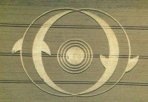 Wheat 200 Foot Dolphins Crop Circle East Field Wiltshire Postcard