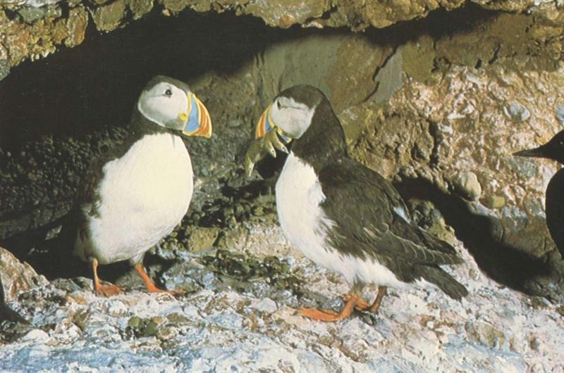 Common Puffins Birds National Museum Of Natural Sciences Canada Postcard D30 