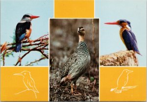 African Birds Multiview Bird Yellow Unused Vintage Postcard C1