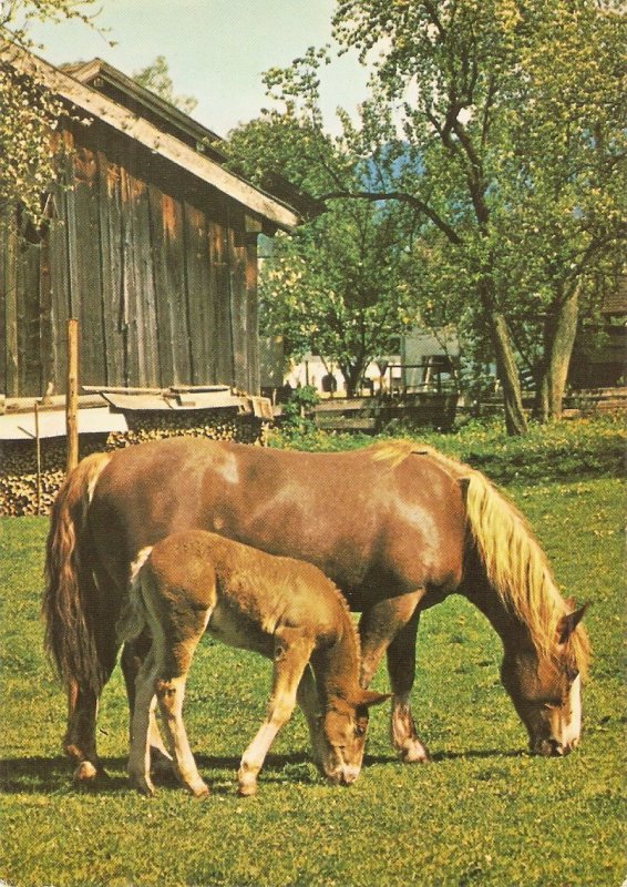 Horses. Mother and foal grazing Nice modern Spanish photo postcard