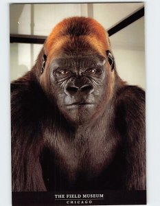 Postcard Bushman Gorilla The Field Museum Chicago Illinois USA