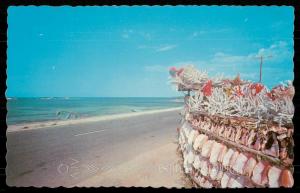 JAMAICA, W. I. - Colorful shells, and coral along Jamaica's sun-kissed coastline