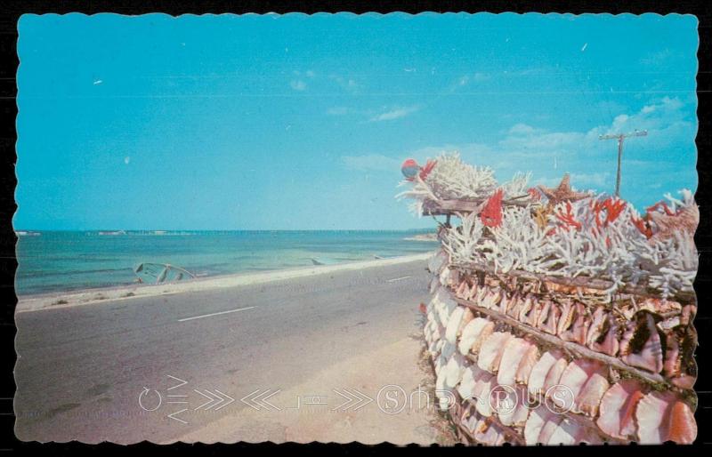 JAMAICA, W. I. - Colorful shells, and coral along Jamaica's sun-kissed coastline