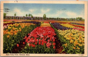 Michigan Holland Nelis Tulip Farm 1947 Curteich