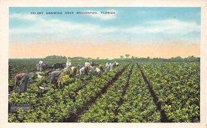 Celery growing near Bradenton, Florida Florida, USA Florida Oranges Unused 