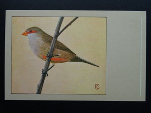 Bird Theme ST. HELENA WAXBILL c1950s Postcard by P. Sluis Series 6 No.71