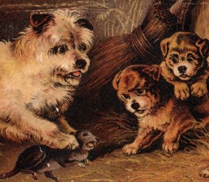 1880s Hood's Sarsaparilla Quack Medicine Cute Dog & Puppies Dead Rat F104