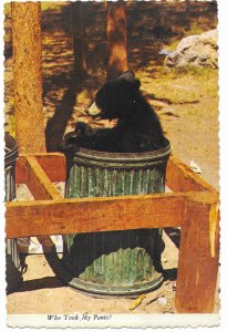 Who Took My Pants Bear in Barrel Looking for Food Grand Tetons Wyoming 4 by 6