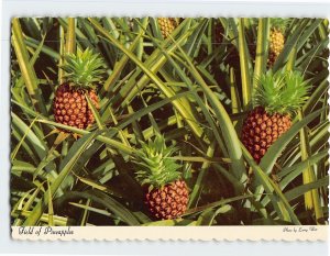 Postcard Field of Pineapples Hawaii USA