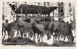 HINTERSEE GERMANY WILDFUTTERUNG PHOTO POSTCARD c1930s