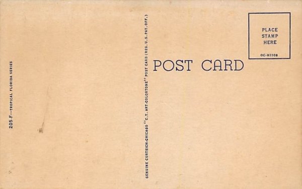 Orange and Palm Trees Misc, Florida