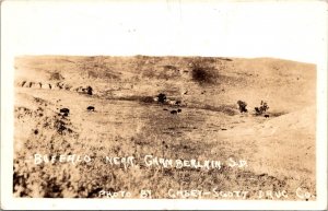 RPPC Buffalo Near Chamberlain SD Vintage Postcard V65