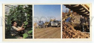 484618 1986 Magadan greenhouses state farm Lenin harvesting potatoes