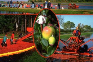 Cranberry Harvest,Manitowish Waters,WI