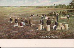 Cape Cod MA, Cranberry Harvest, Picking Cranberries Pre 1907