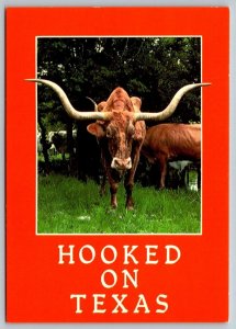 Hooked on Texas  Longhorn Steer Cow Postcard