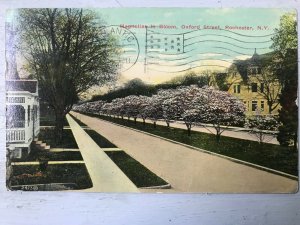 Vintage Postcard 1911 Magnolias in Bloom Oxford Street Rochester New York