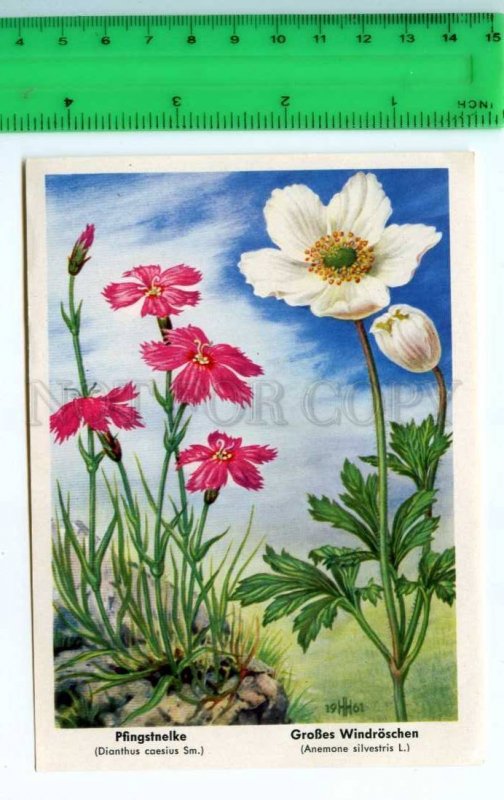 420814 GERMANY flowers Dianthus caesius Sm Vintage Tobacco Card w/ ADVERTISING