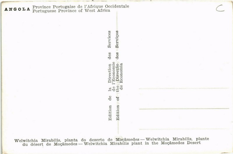 PC CPA ANGOLA / PORTUGAL, WELWITCHIA MIRABILIS, Vintage Postcard (b21628)