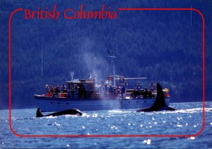 Canada British Columbia Whale Watching Killer Whales