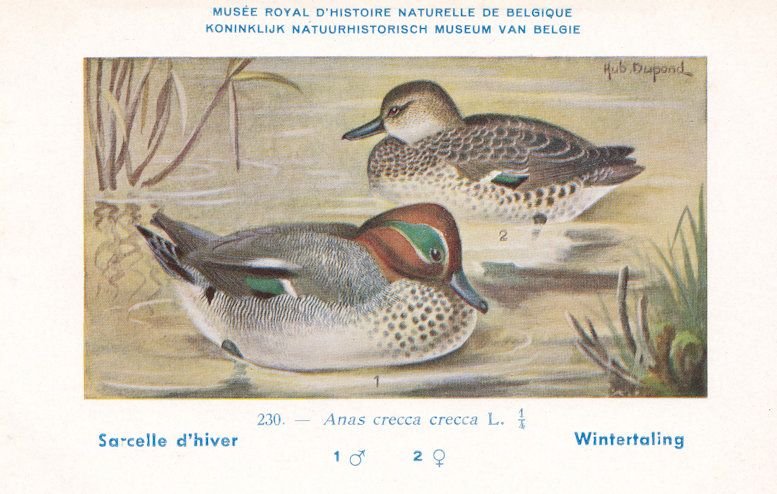 Eurasian Teal Anas Crecca Old Bird Rare Postcard