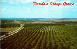 High View Scenic Floridas Rows Orange Groves Highway Landscape Postcard Unused 