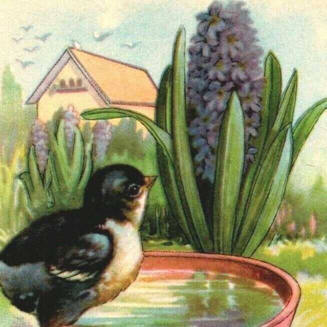 Bird at birdbath purple hyacinths Peace and Joy at Easter