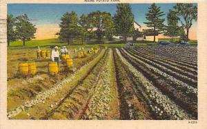 Maine Potato Farm