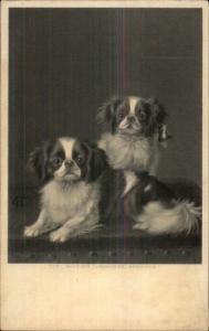 Cute Japanese Spaniel Dogs  c1910 Postcard rpx