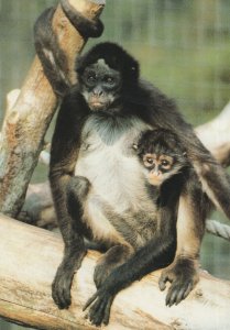 Geoffreys Spider Monkey Family at Cotswold Wildlife Park Postcard