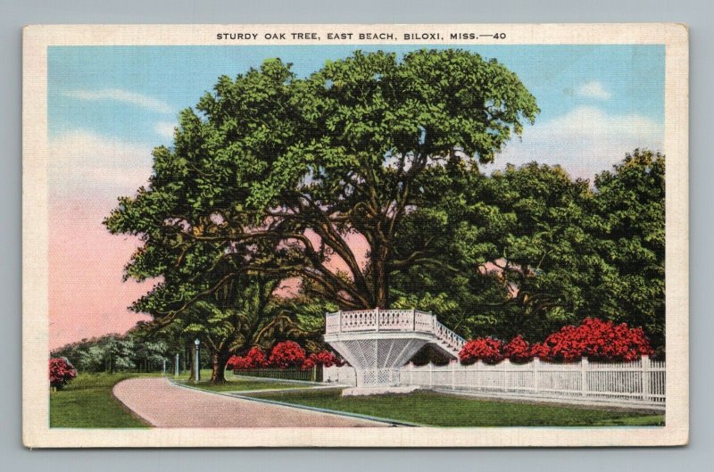 Sturdy Oak Tree, East Beach, Biloxi, MS Postcard