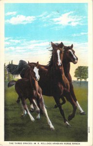 The Three Graces W K Kellogg Arabian Horse Ranch Pomona Calif W-Border Postcard