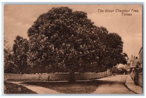 Totnes Devon England Postcard The Great Chestnut Treet c1910 Unposted Antique