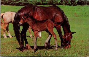 Postcard Horse Proud Colt - Mom horse grazing with baby