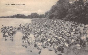 Delmar Delaware Scenic View Waterfront Landscape Vintage Postcard AA111036