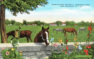 Vintage Postcard 1930's Scene on Mrs. Whitney's Greentree Farm near Lexington KY