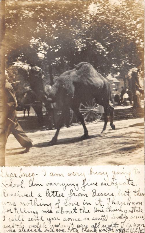 Hudson Michigan~Camels Walking along Road~Parade?~Street View~1907 RPPC