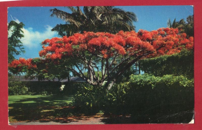 HAWAII, THE FLAME TREE ROYAL POINCEANA 1964 3.5 X 5.5 SEE SCAN  PC3