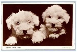 Honiton Devon Postcard RPPC Photo Sealyham Terrier Puppies Dog