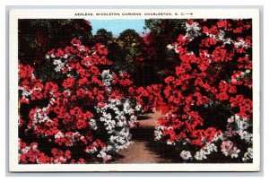 Azaleas in Middleton Gardens Charleston  SC V-Mail Linen Postcard V12