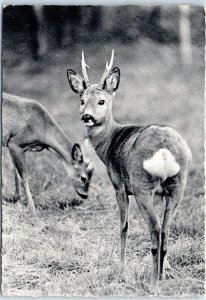 Postcard - Two Deers - Photo By H. Lange